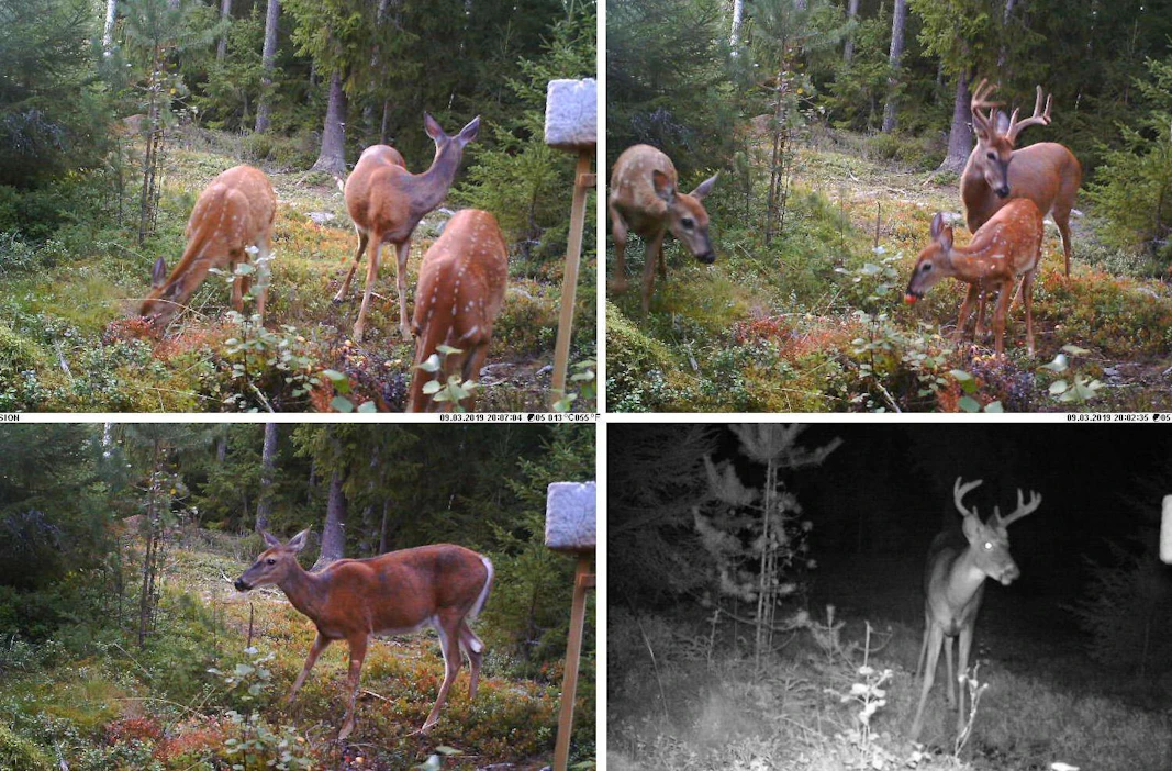 Jo pelkkänä kokeiluna esimerkiksi valkohäntäpeuran vasan vapauttaminen pyyntiluvasta edellyttäisi muutosta metsästyslakiin.