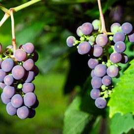 Monet ruotsalaiset tilat investoivat nyt viininviljelyyn, kertoo Sveneric Svensson. Arkistokuva Suomessa kasvavista viiniköynnöksistä.