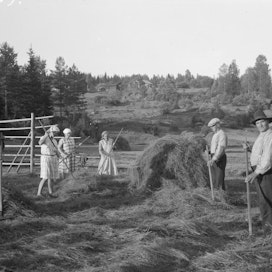 Metsäsuomalaisia heinänteossa vuonna 1930, paikkana Ruotsin Röjdåfors