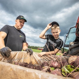 Ville Vinnikainen ja hänen 8-vuotias Jare-poika tarkastelevat pellosta nostettuja punajuuria.