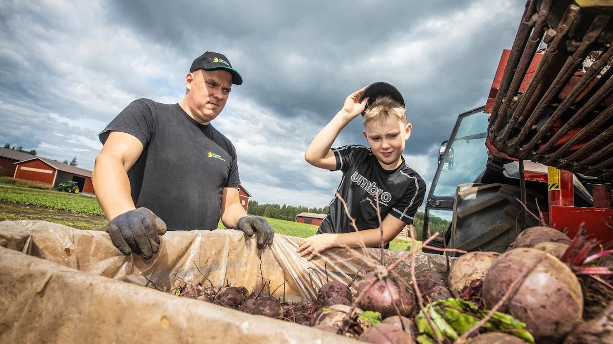 Ville Vinnikainen ja hänen 8-vuotias Jare-poika tarkastelevat pellosta nostettuja punajuuria.