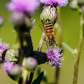 Luonnonkukkahunaja alkaa olla Etelä-Koreassa harvinaista herkkua. Kuvassa suomalainen mehiläinen keräämässä mettä.