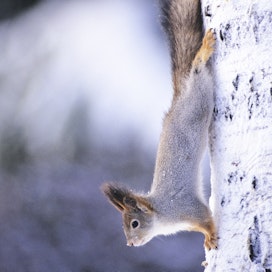 Orava saa talveksi tuuheamman ja harmaamman turkin.