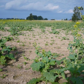 Kuivuuden kurittamaa rypsipeltoa Varsinais-Suomessa viime heinäkuussa.