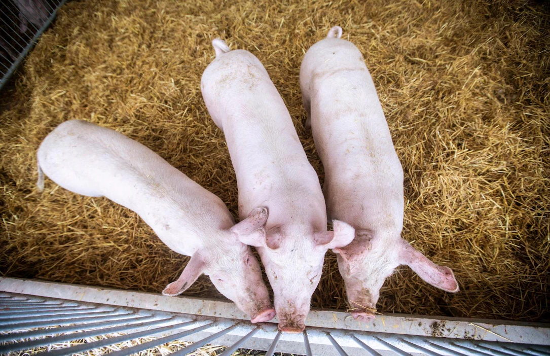 Suomessa sianlihan tuottajahinta on nyt noin viisi prosenttia viime kesää korkeampi.