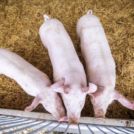 Suomessa sianlihan tuottajahinta on nyt noin viisi prosenttia viime kesää korkeampi.