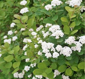 Monikäyttöinen koivuangervo (Spiraea betulifolia) kestää jopa vuosittaista alasleikkausta.