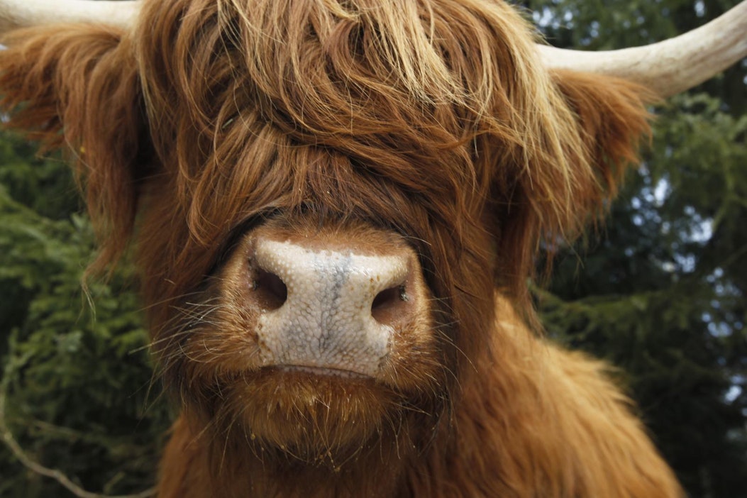 Kuvan sonni ei liity tapaukseen.