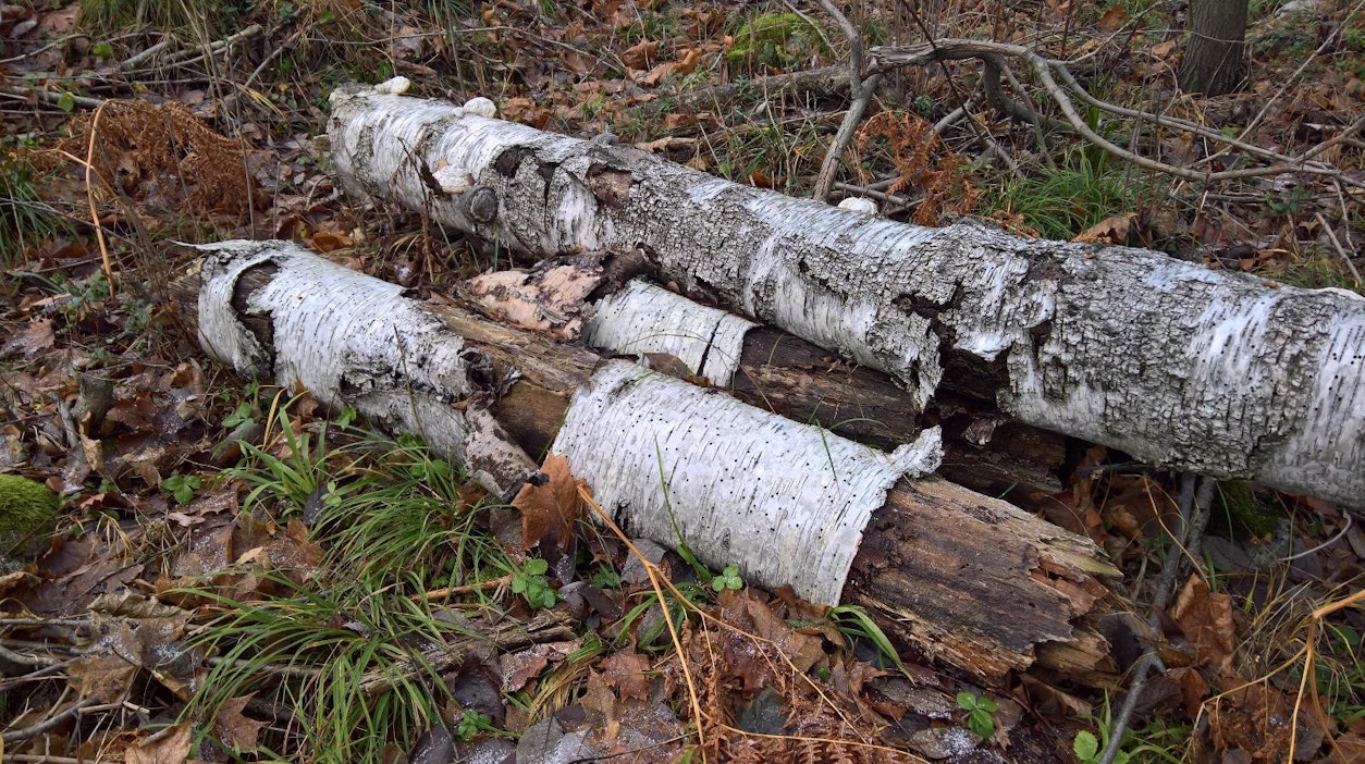 Runsas lahopuuston määrä nostaa metsikön suojeluarvoa.