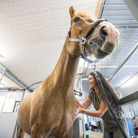 ”Minulle on tärkeintä, että hevonen  pystyy käyttämään  kehoaan paremmin. Se kertoo sen asennoillaan ja liikkeillään”, Niina Grönqvist  toteaa. Kuvissa hoitoa saa kouluratsuna kilpaileva suomenhevonen Ensio eli Runopoika.