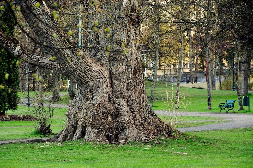 Pisin, paksuin vai tilavin? Nämä ovat Suomen suurimmat puut - Mielipide -  Maaseudun Tulevaisuus