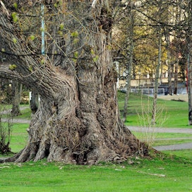 Tilavuudella mitattuna Suomen suurimpana puuna pidetään Heinolan rantapuistossa kasvavaa tsaarinpoppelia.