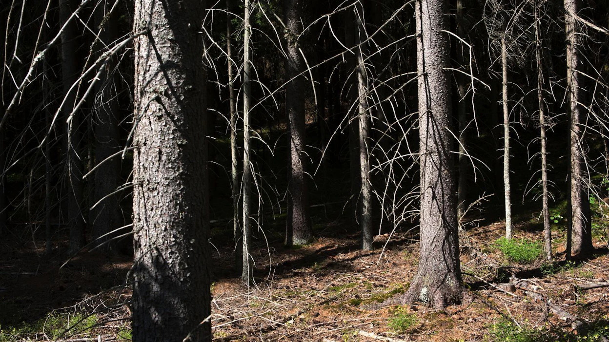Liikunta - etenkin ulkoilu - helpottaa pimeälläkin kaamosmasennuksen ja -väsymyksen oireita.