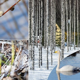 Aurinkoinen sää on houkutellut MT:n lukijat kuvaamaan luonnon heräämistä kevääseen. Kyykäärmeetkin ovat tulleet esiin koloistaan ainakin Espoossa.