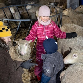 Matleena ja Lilja Airikkala tulevat Ilari-isän kanssa mielellään lampolaan silittelemään uuhia ja odottavat innolla pieniä karitsoja.