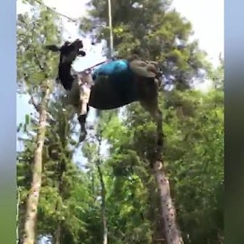 Faya-lehmä pelastettiin Sveitsin vuoristosta helikopterin avulla lennättämällä. Kuvakaappaus on otettu videolta.