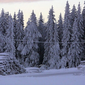 Lumisia kuusia mäen harjanteella osaa jo tykky taivuttamassa