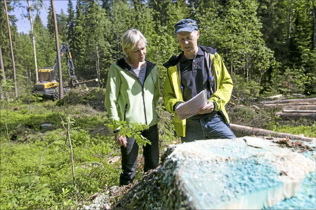 Kuitupuu otetaan seitsemän sentin läpimittaan asti, metsäneuvoja Juha Pitko (oik.)selvittää Tuula Sivénille. Taustalla Tommi Kauppinen kaataa kuusia monitoimikoneella. Sami Karppinen