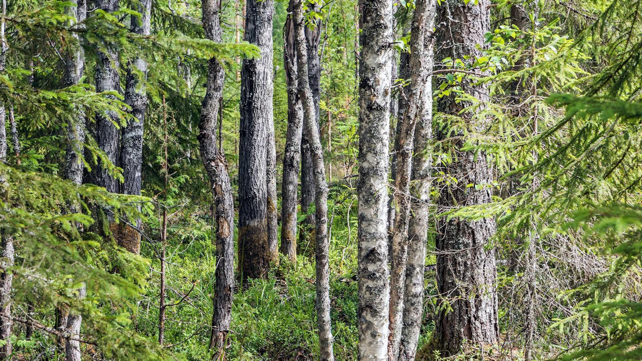 "Metsäkanalintumme metso, teeri, pyy ja riekko ovat pidettyjä talousmetsien lajeja. Ne eivät pelkästään siedä metsänhoitotoimia, vaan paikoin jopa hyötyvät metsänhoidosta."