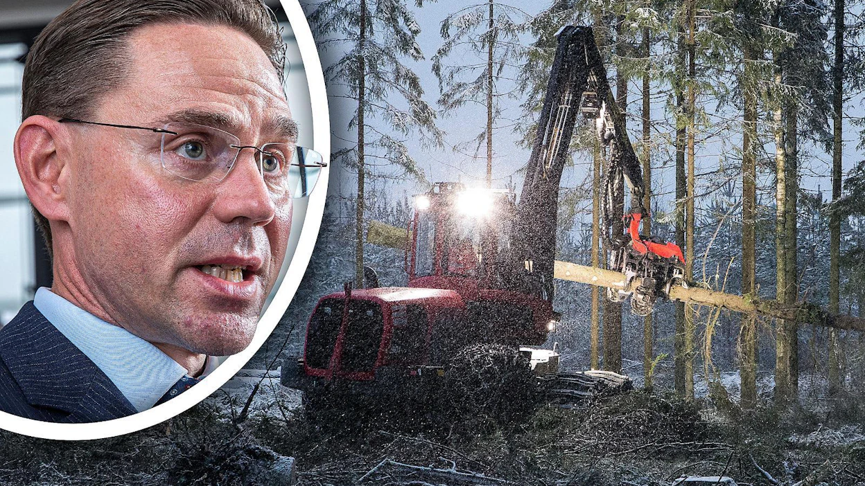 Jyrki Katainen kommentoi maanantaina MT:n haastattelussa, ettei avohakkuissa ole hänen mielestään järkeä.