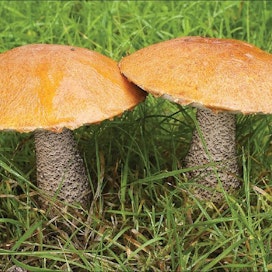 Kullakin puulajilla on joukko omia sieniseuralaisiaan. Lehtikuusentatti on lehtikuusen juurisieni. Suurimman osan elämästään sieni viettää huomaamattomana rihmastona (kuva vasemmalla). Sitä voi nähdä vaikkapa maapuitten alapinnalla. Jorma Peiponen