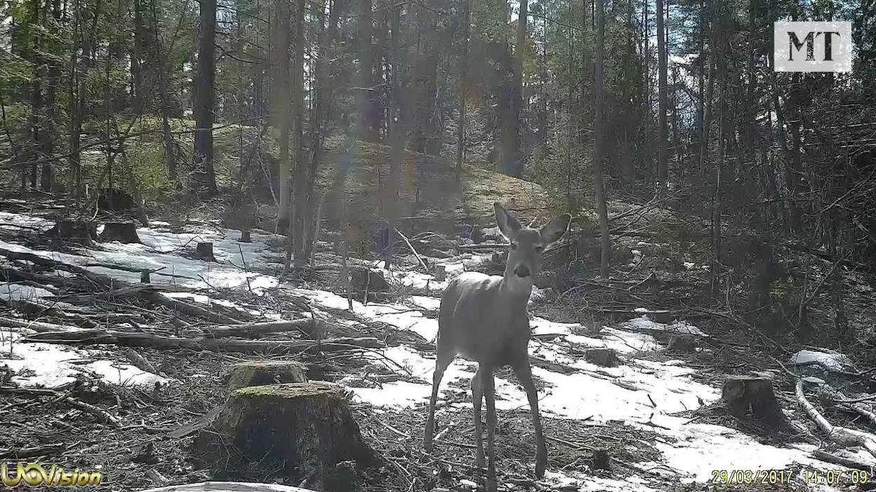 Peura vai kauris? Toimituksen osaaminen ei riittänyt varmaan lajinmääritykseen.