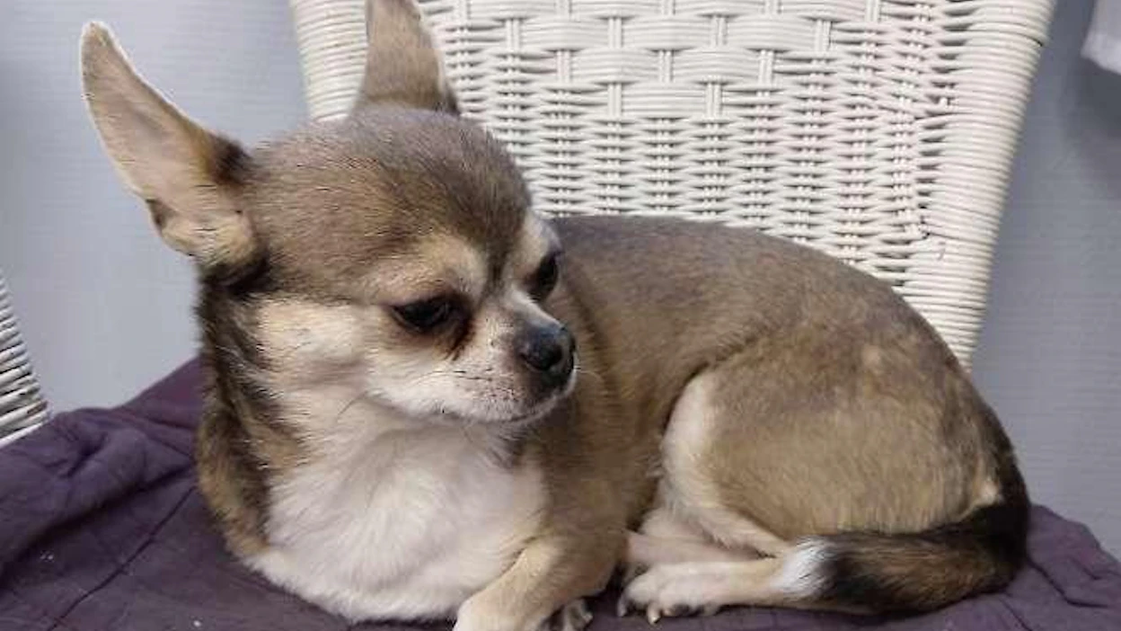 Yksi palkittavista koirista on Kivijärvellä, Keski-Suomessa elelevä chihuahua Sulo. Se pelasti pakkaseen tuupertuneen vanhuksen hengen.