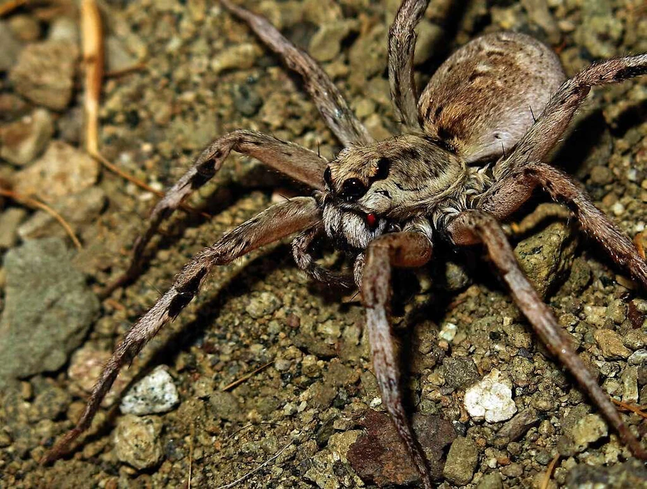 Tutkijoiden mielestä Lycosa macrophthalma -susihämähäkki ihastuttaa valtavilla silmillään.