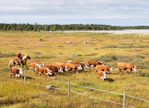 Karjapaimennuksesta on kaavailtu tiloille mahdollista matkailuvalttia. Kuvassa suomalainen cowboy Heikki Saukko Pyhäjärveltä.