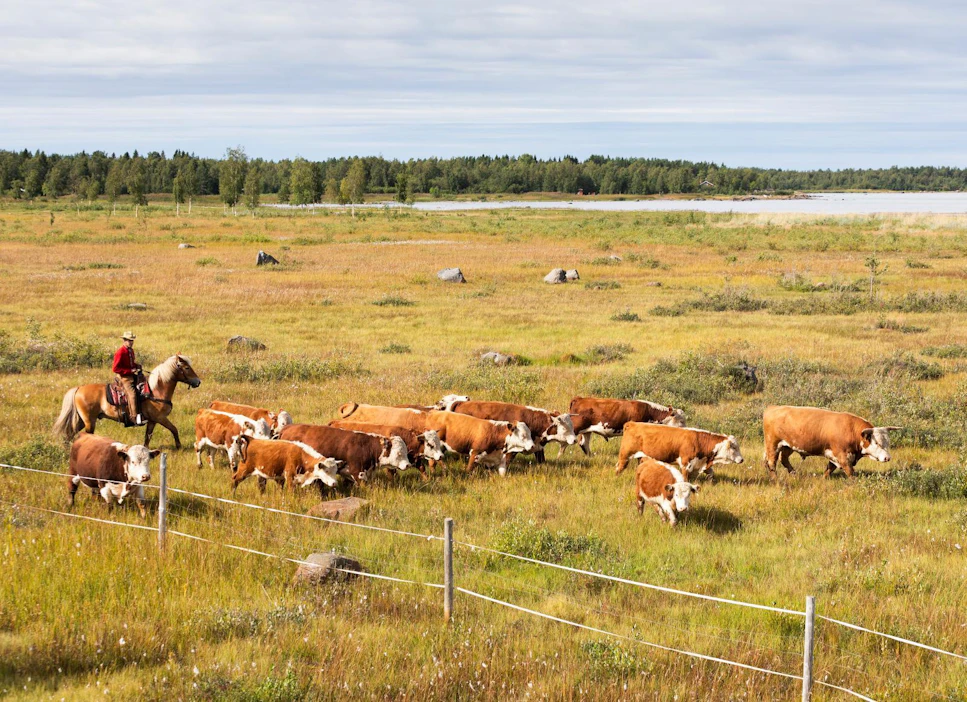 Karjapaimennuksesta on kaavailtu tiloille mahdollista matkailuvalttia. Kuvassa suomalainen cowboy Heikki Saukko Pyhäjärveltä.