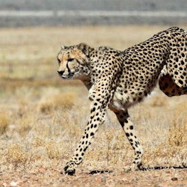 Gepardeja on arvioitu olevan jäljellä vain reilu 7000. LEHTIKUVA/AFP