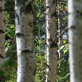 Torvaldsin asiantuntemus oli ratkaisevassa asemassa ja toi eräänlaisen erävoiton, kun Euroopan parlamentti äänesti metsien käytön kestävyyttä koskevasta lulucf-esityksestä, palkintoraati perustelee.