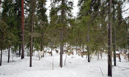 Jatkuva kasvatus voi sopia esimerkiksi metsään, jota käytetään porojen laitumena. Tässä kuusikossa Rovaniemellä on tehty poimintahakkuu.