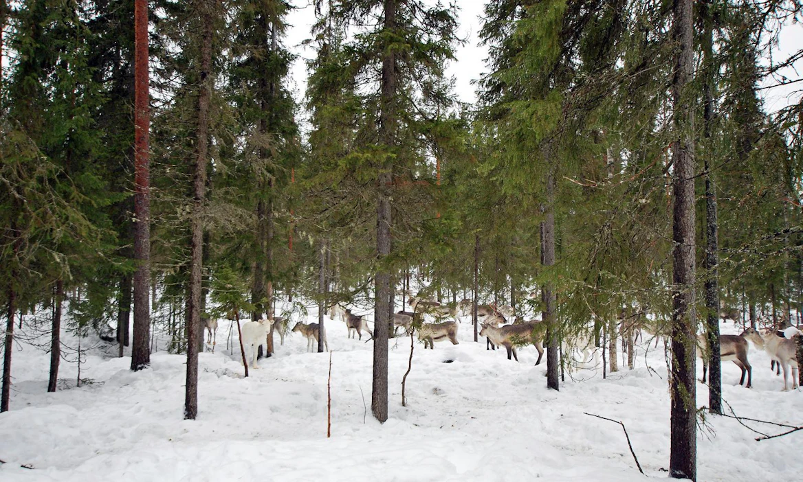 Jatkuva kasvatus voi sopia esimerkiksi metsään, jota käytetään porojen laitumena. Tässä kuusikossa Rovaniemellä on tehty poimintahakkuu.