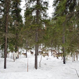 Jatkuva kasvatus voi sopia esimerkiksi metsään, jota käytetään porojen laitumena. Tässä kuusikossa Rovaniemellä on tehty poimintahakkuu.