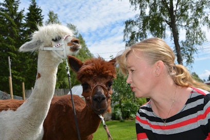 Hanna Hartikainen sekä Pioni ja Tess-alpakat viihtyvät yhdessä lenkillä ja agilityssä.