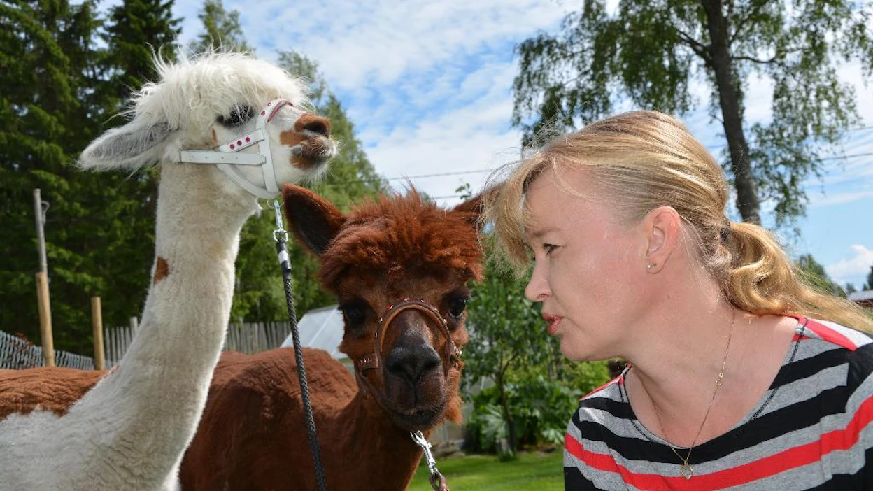 Hanna Hartikainen sekä Pioni ja Tess-alpakat viihtyvät yhdessä lenkillä ja agilityssä.