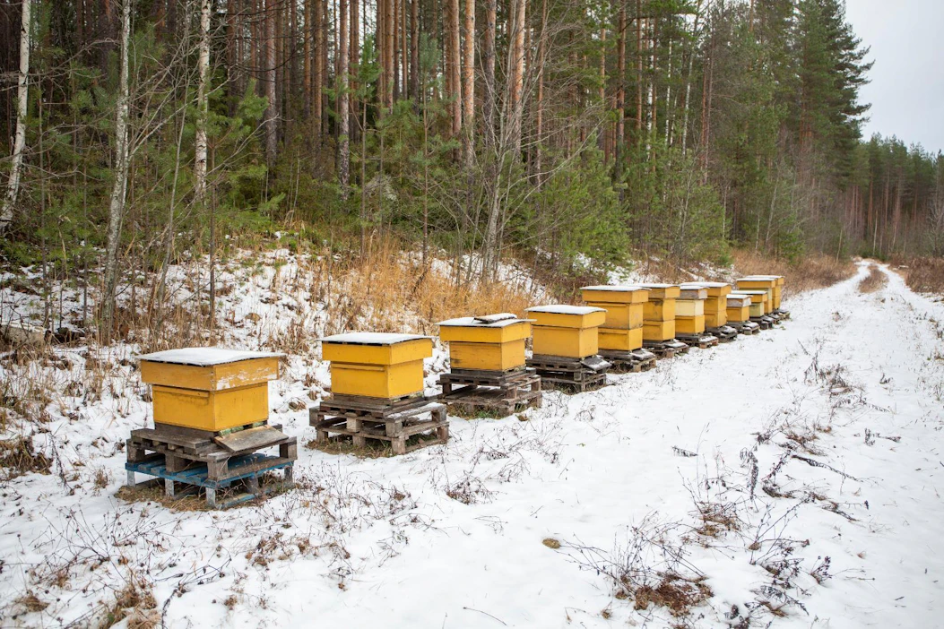 Mehiläispesästä saadaan hunajan lisäksi myös muita tuotteita, kuten propolista, siitepölyä ja mehiläisvahaa.