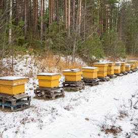 Mehiläispesästä saadaan hunajan lisäksi myös muita tuotteita, kuten propolista, siitepölyä ja mehiläisvahaa.