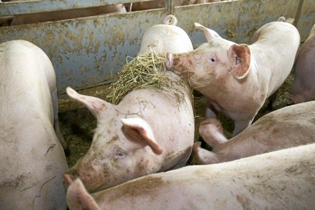 Sikojen hyvinvointi Pauli Perhon sikala virikepahnoja virike sika possu