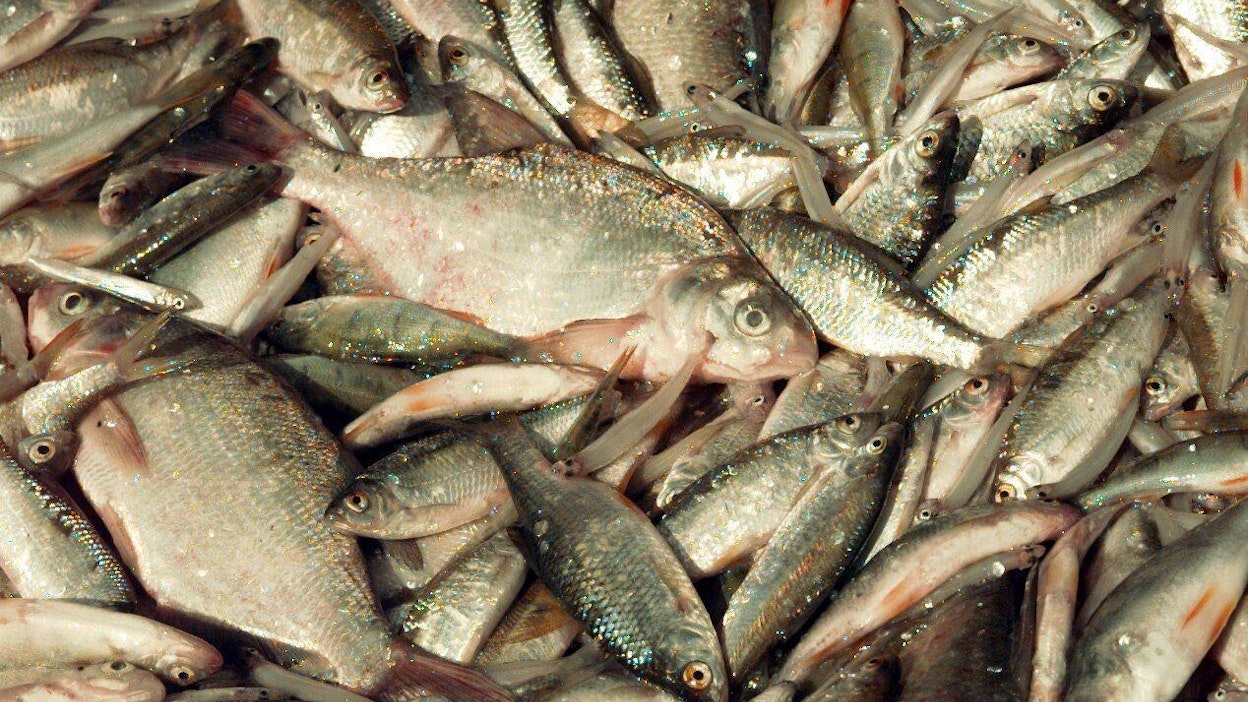 Kalapihvin kehittämistä varten kalastettiin 4 900 kiloa särkiä.