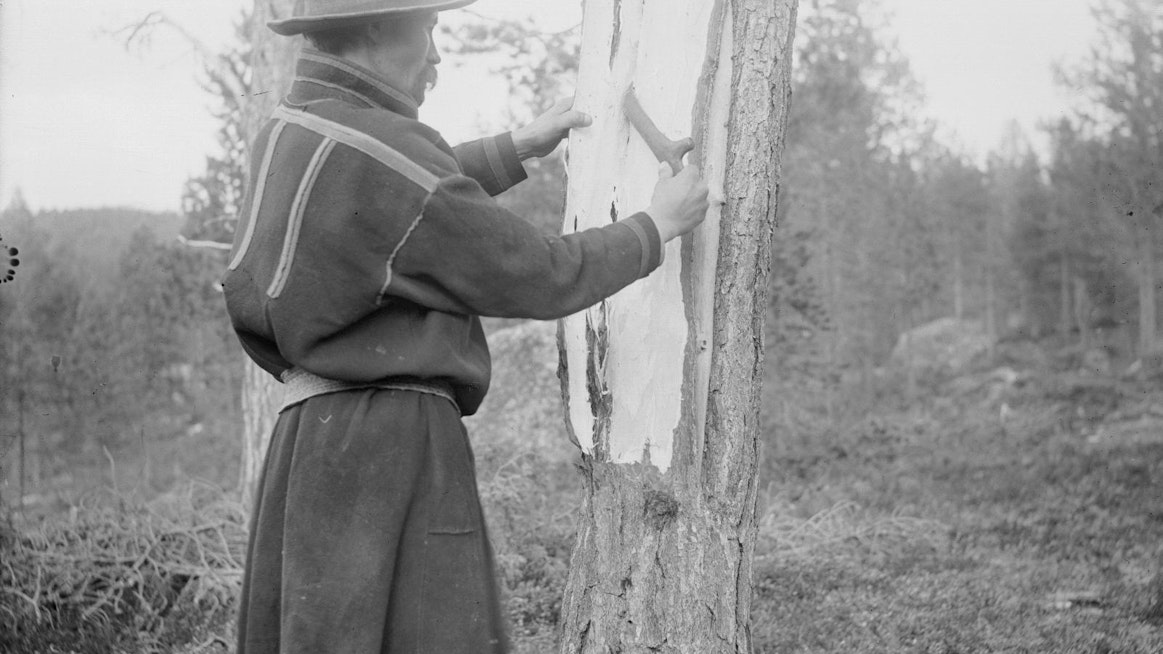 Pettua kerättiin ravinnoksi vielä viime vuosisadallakin. Kirkkoväärti Santeri Valle nilottaa petäjäkostua sarvisella vuotkimella Inarissa vuonna 1913.