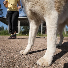 Koira löysi Oulussa pyörätieltä lihapasteijan, jonka sisällä oli useita partakoneen teriä.