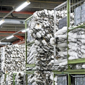 Suomi on maailman johtava siniketun nahkojen tuottaja maailmassa. Kuvassa nahkoja Saga Fursin varastossa odottamassa lajittelua.