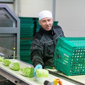 Työntekijä Vadim Mageramov pakkaa vihanneksia Mestariviljelijöillä Juvalla. Yritys on joutunut sopeuttamaan toimintaansa ravintoloiden vähentäessä tilauksiaan.