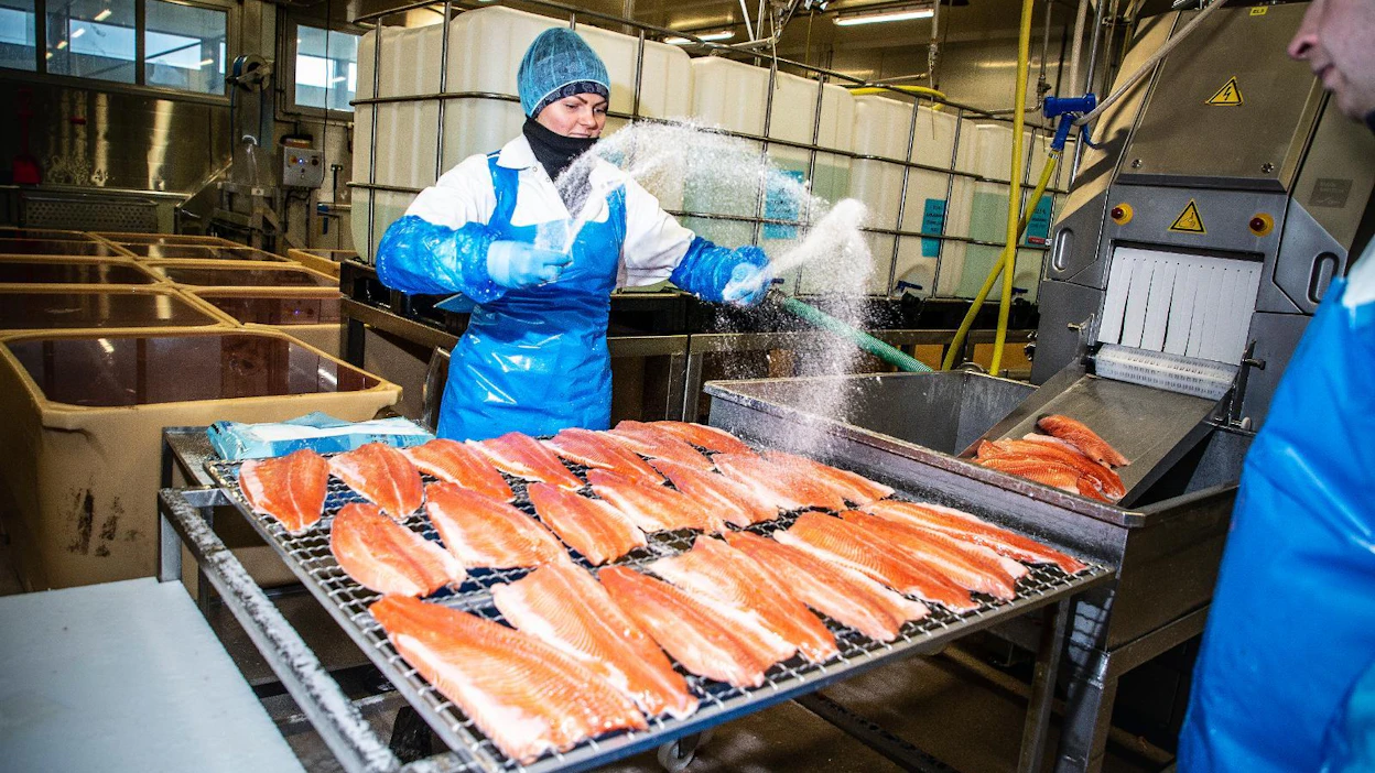 Sastamalassa, Kaskisissa ja Turussa toimiva Kalaneuvos-konserni työllistää yhteensä 181 työntekijää. Yritykset käsittelevät yli 12 miljoonaa kiloa kalaa vuodessa.
