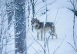 Vahinkoperusteisilla poikkeusluvilla on kuluvan metsästysvuoden aikana ammuttu 24 sutta ja muutoin kuolleita susia on tullut viranomaisten tietoon yhdeksän. Arkistokuva Ranuan eläinpuistosta.