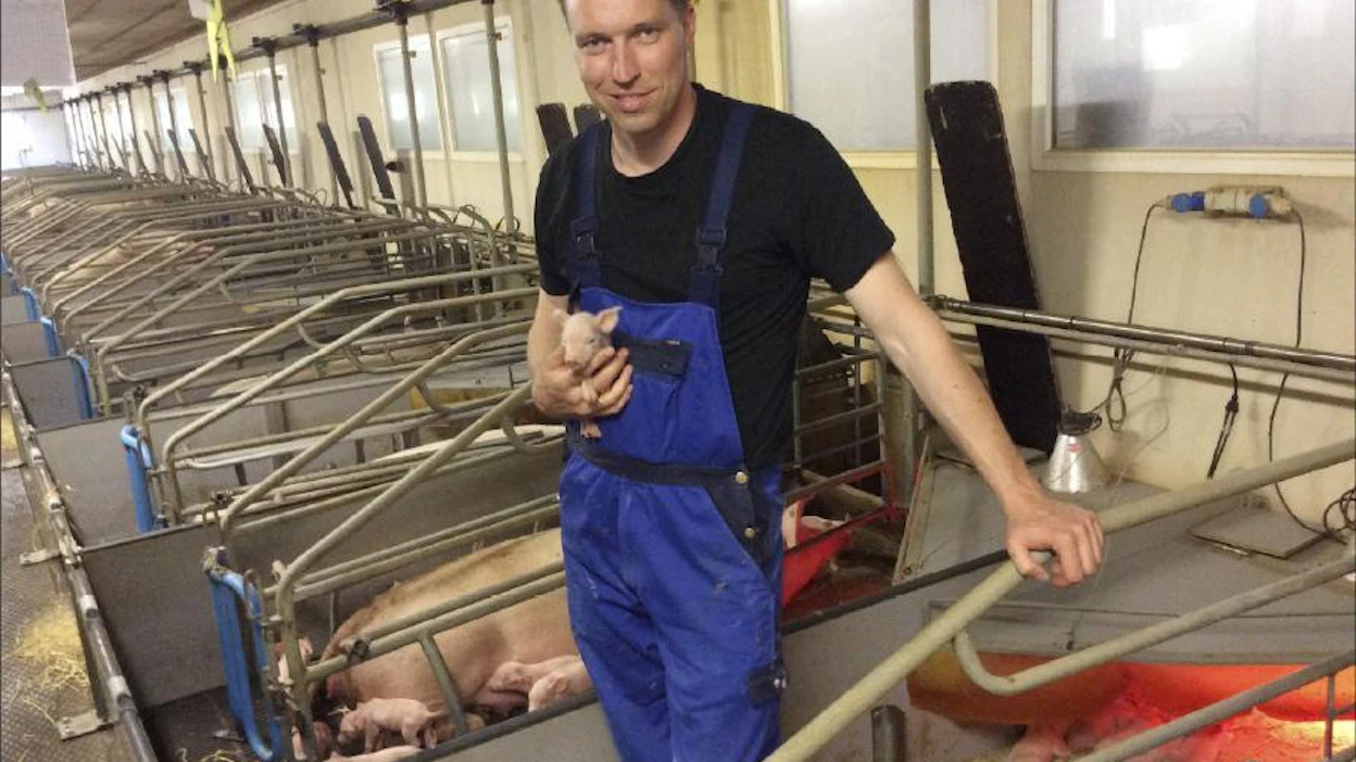 Søren Søndergaardin sylissä on alle vuorokauden vanha porsas. Se saa viettää neljä viikkoa emakkonsa kanssa. Sitten alkaa kasvumatka sikalan osastolta toiselle.
