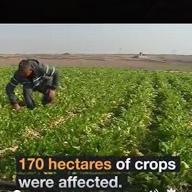 Vihannesviljelmiä tuhoutui 170 hehtaarin alueelta.