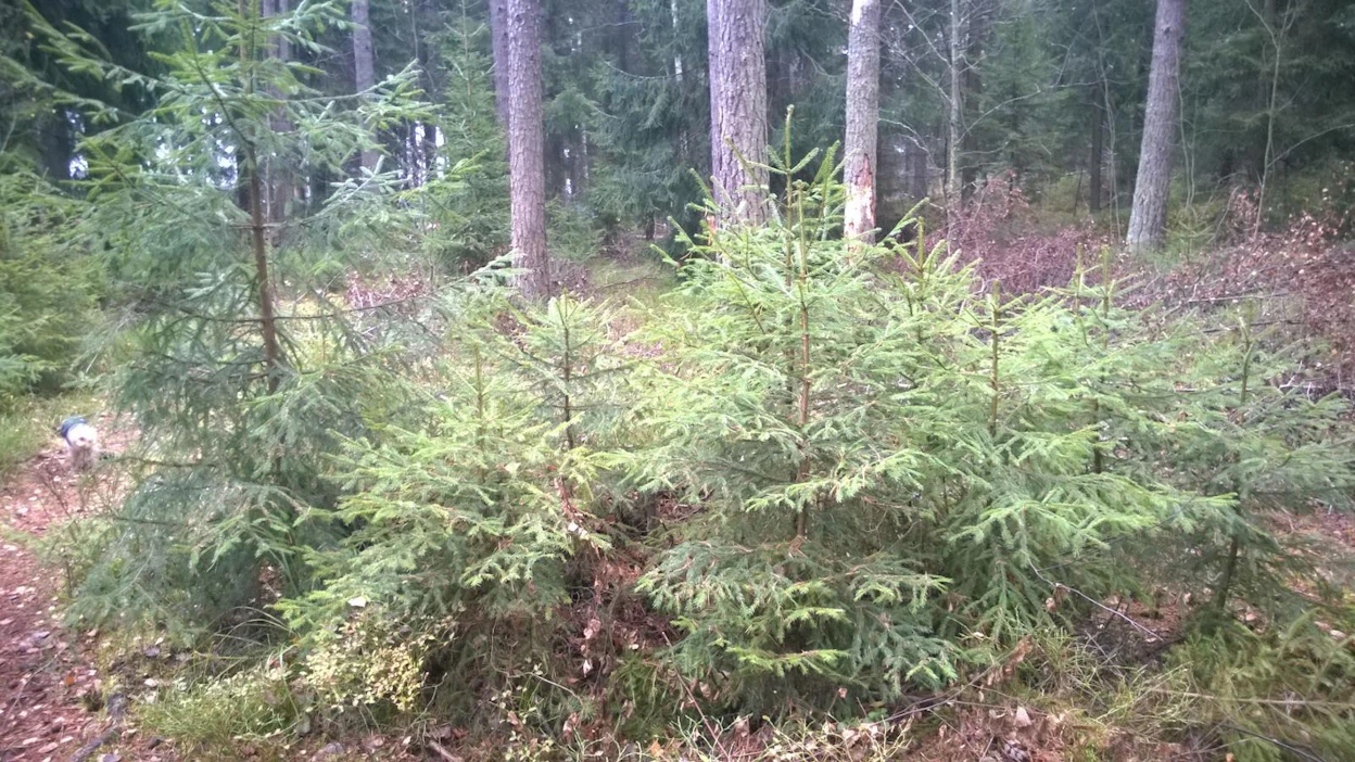 Metsätilojen sukupolvenvaihdoksia on tarkoitus helpottaa metsälahjaveron huojennuksella.